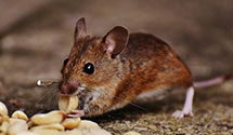 wildlife-removal Experts in N Buena Vista